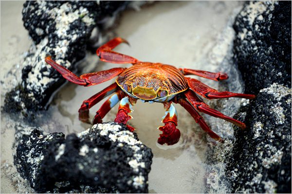 [crab-galap.jpg]