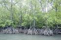[mangrovek.jpg]