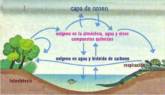 [Ciclo+oxigeno.jpg]