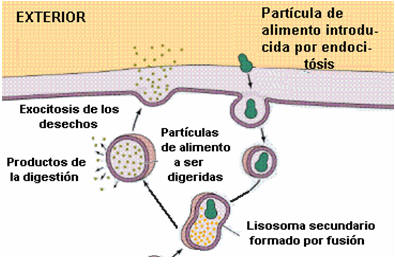 [fagocitosis.jpg]