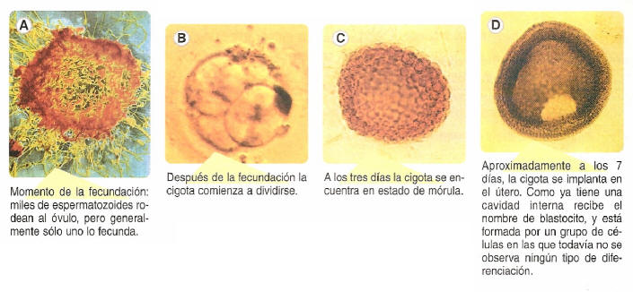 [Embriología4.jpg]