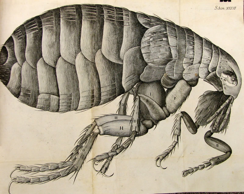 [Robert+Hooke+flea.jpg]