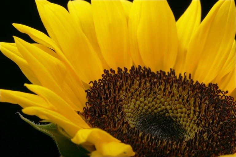[sunflower-side.jpg]
