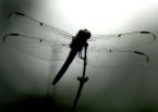 [dragonflyphoto+from+web.jpg]