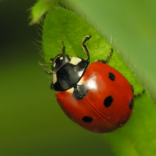 [ladybug.jpg]