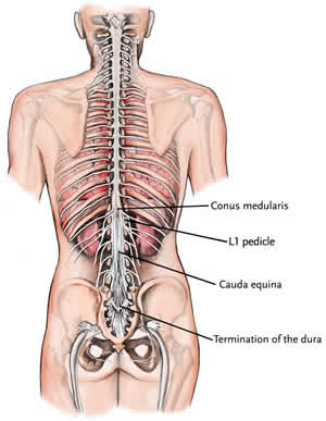 [spinal_anatomy_16.jpg]