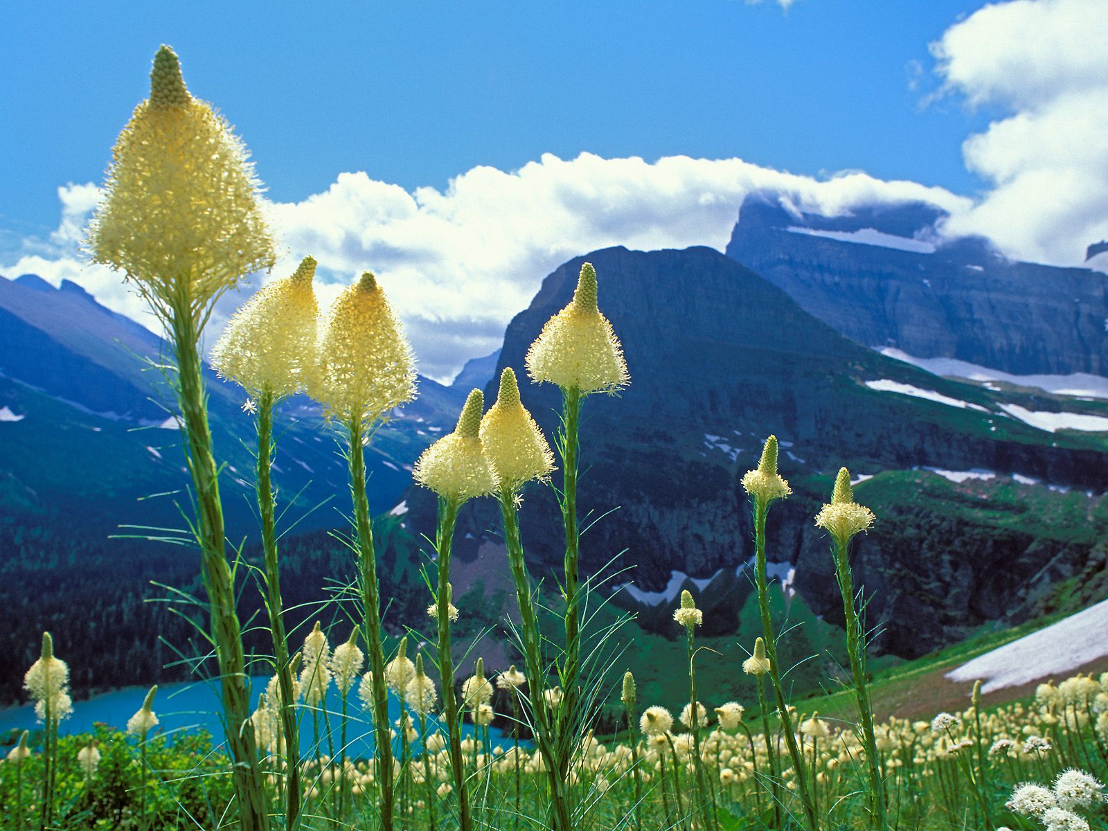 [Beargrass,-Grinnell-Lake,-Glacier-National-Park,-Montana.jpg]