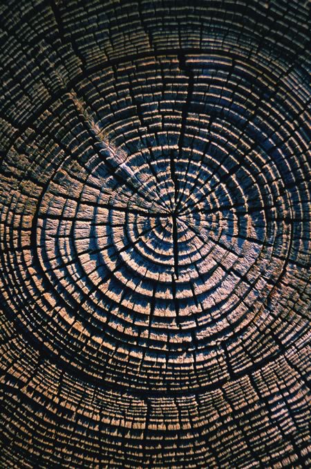 [redwood_tree_rings.jpg]