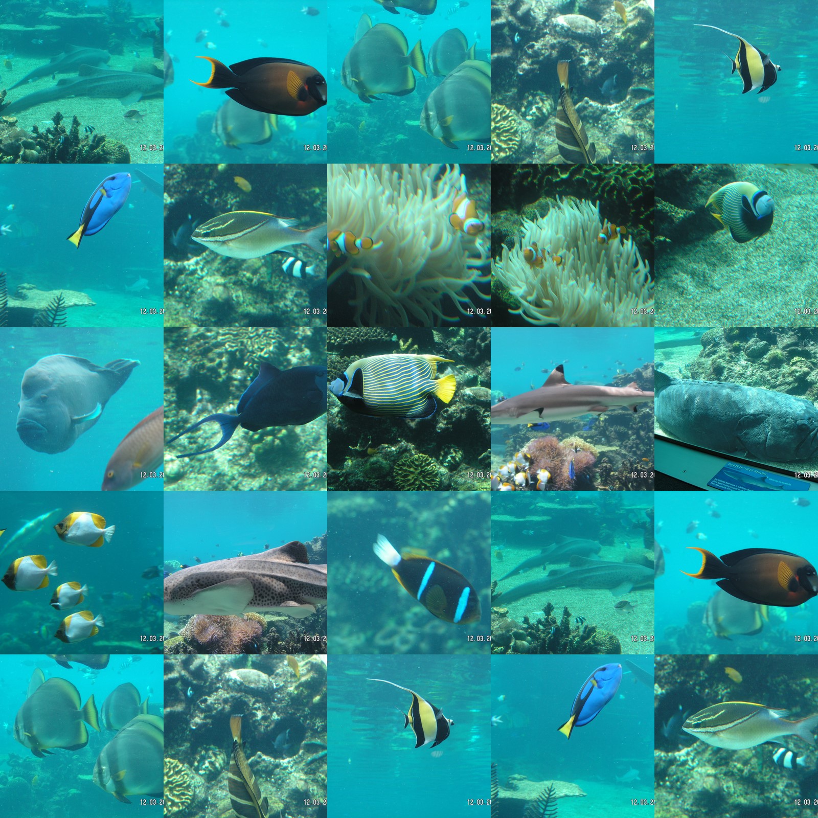 [colourful+fishes.jpg]