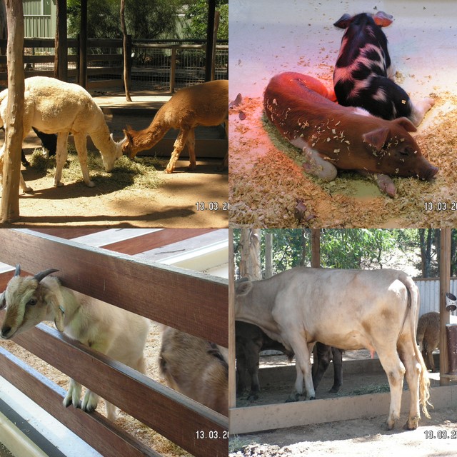 [barnyard+animals.jpg]