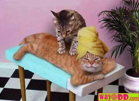 [funny-pictures-the-cat-massage-1OV.jpg]