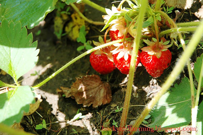 [strawberries+backyard+farming.jpg]