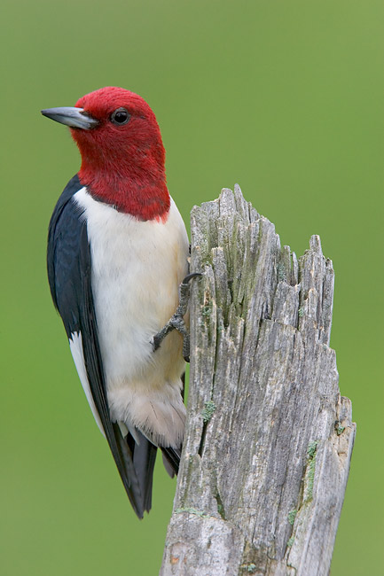 [Red-Headed-Woodpecker-looking-away-Rondeau-ONT-_H2D0613.jpg]