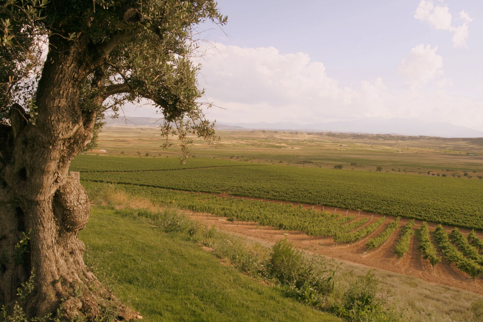 [_MG_3719+Sprawling+vineyard+on+new+Navarra+estate.JPG]