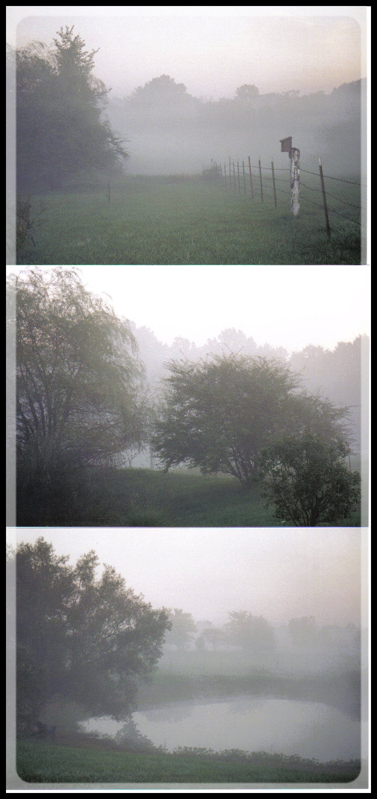 [Mist+Morning+FarmA.jpg]