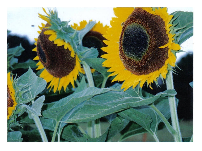 [sunflowerscloseA.jpg]