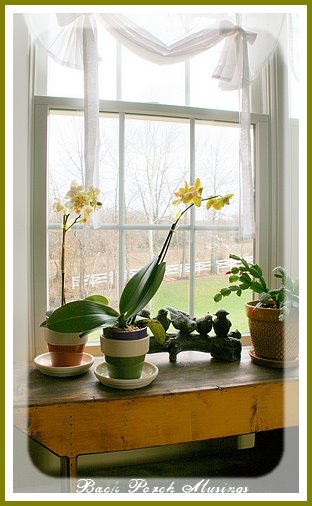 [orchidsb2.jpg]
