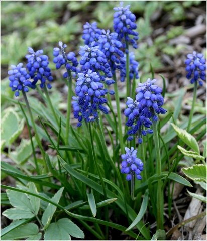 [hyacinthgrapea.jpg]