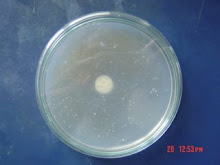 methanogenic bacteria isolation from the cow dung