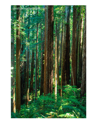 [BN1601_7~Castal-Redwood-Trees-California-USA-Posters.jpg]