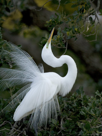 [Great-Egret-Exhibiting-Sky-Pointing-on-Nest-St-Augustine-Florida-USA-Posters.jpg]