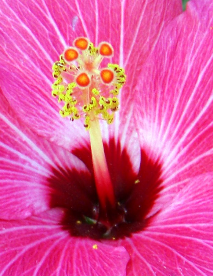 [Hibiscus+anthers.jpg]