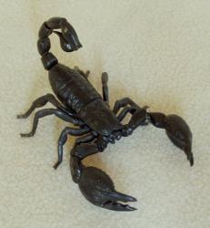 [scorpion+noir.jpg]