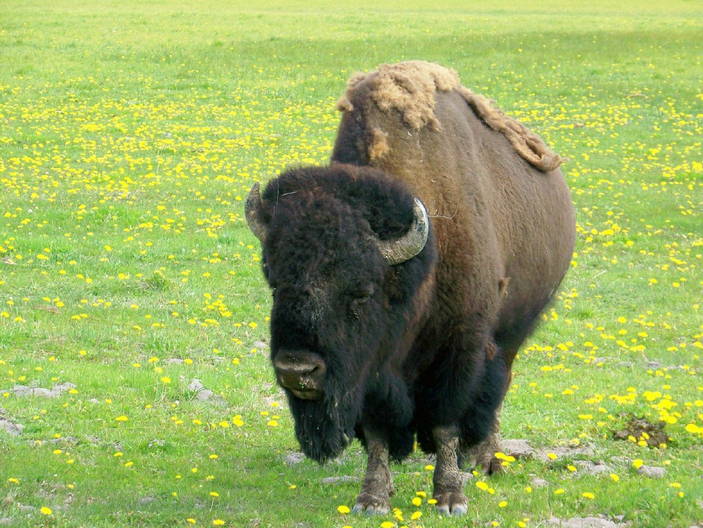 [buffalo.jpg]