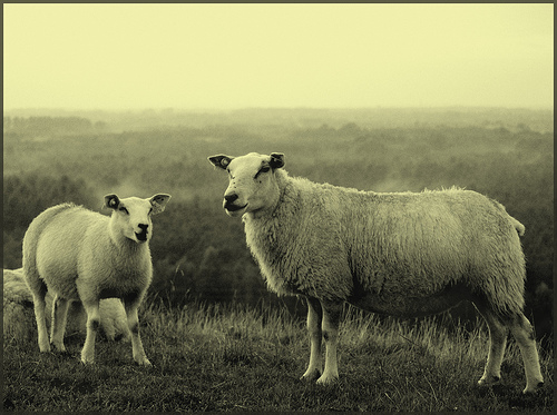[Sepia+Sheep.jpg]