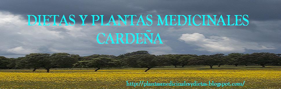 PLANTAS MEDICINALES CARDEÑA