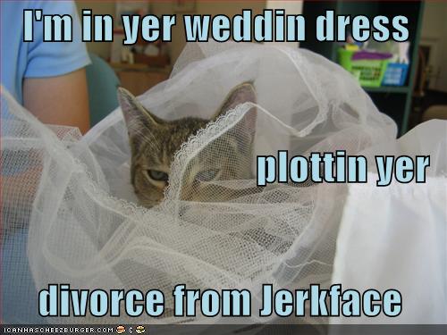 [funny-pictures-your-cat-plots-your-divorce.jpg]