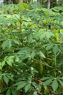 [Cassava+plant.jpg]