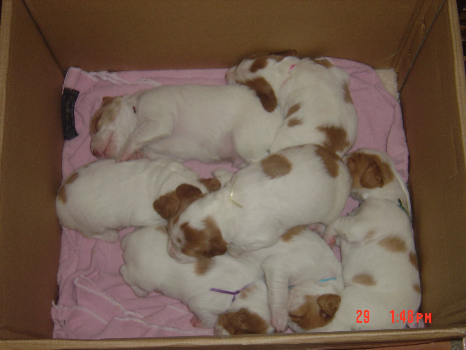 [Tessa+Puppies+2-23-2008+-+3-2-08+020.jpg]