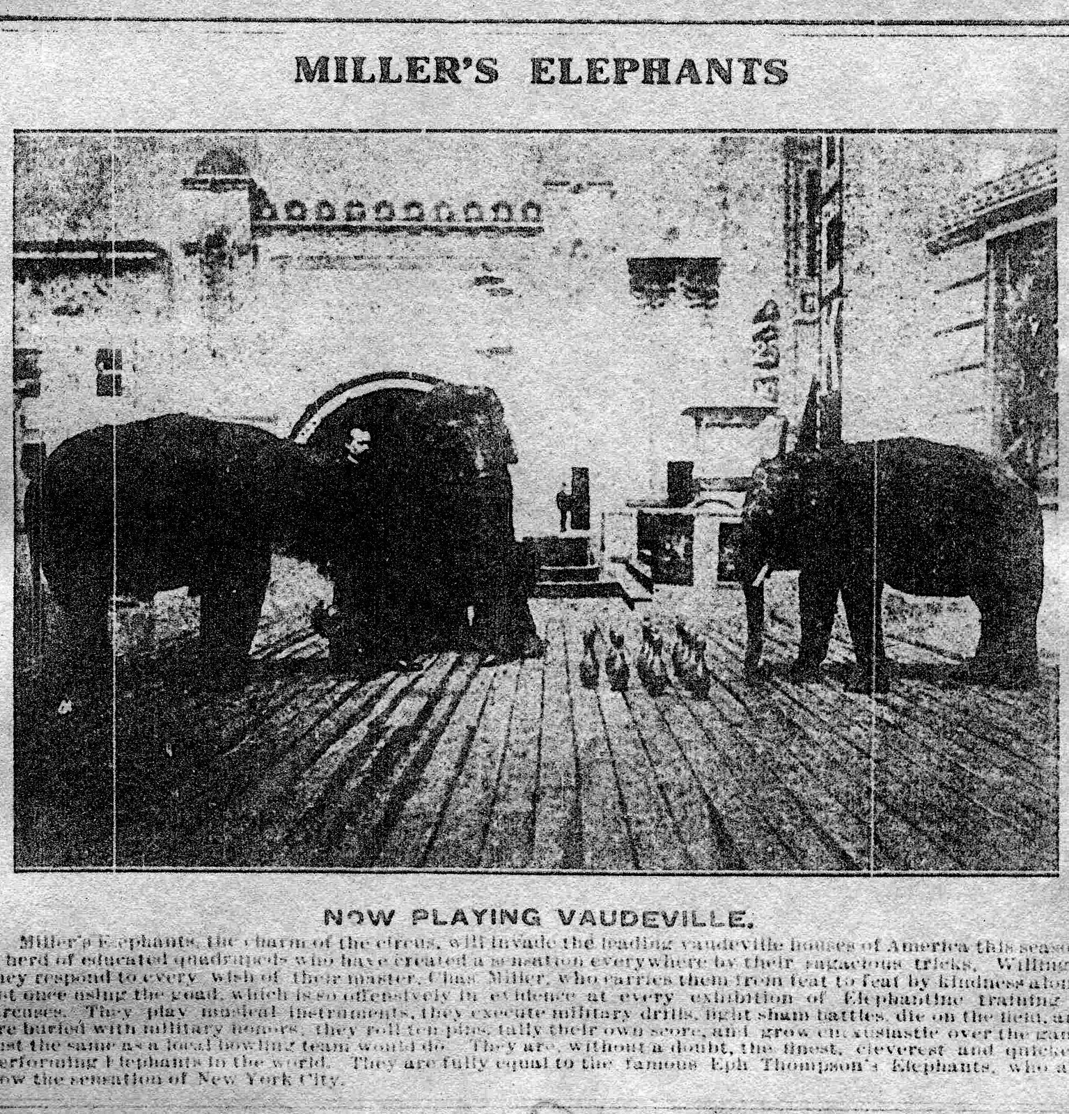 [Miller's+elephants.jpg]