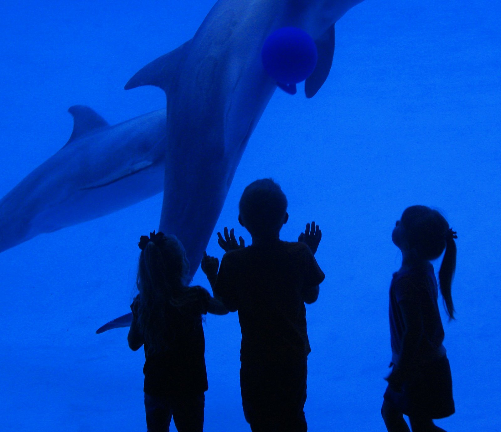 [kids+and+dolphins.jpg]