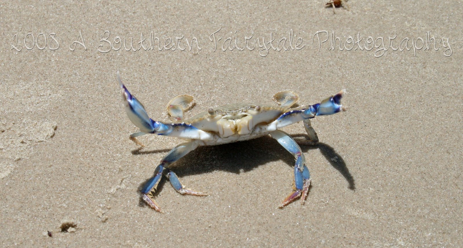 [crabby+crab.jpg]