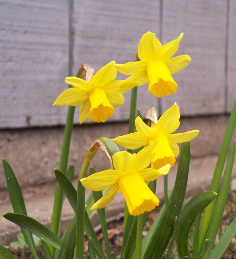 [mini+daffodils.jpg]