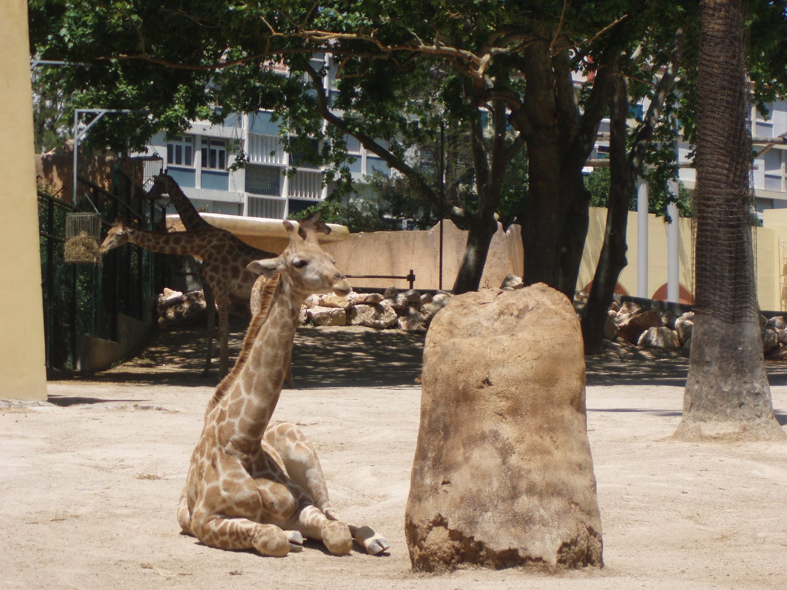 [Zoo+Maio+2007+-+(152)+girafa+-de-angola.JPG]