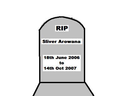 [EGRAVE+RIP+my+SILVER+AROWANA.JPG]