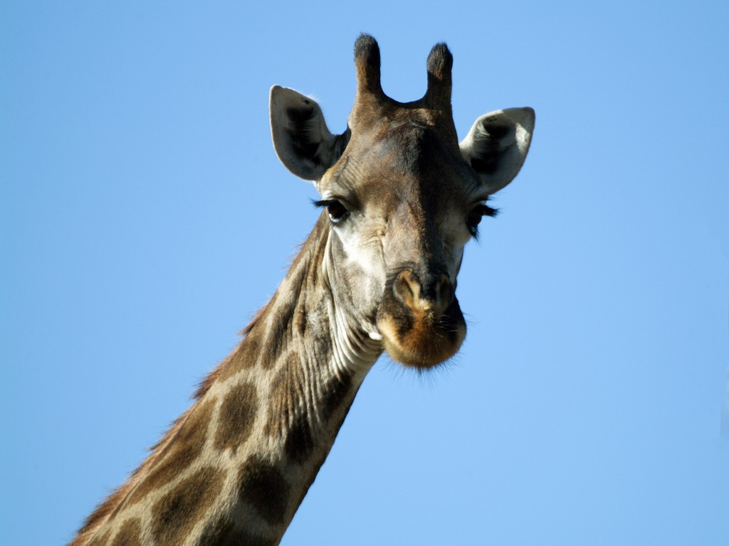 [MUSO+giraffa+sfondo+azzurro.jpg]