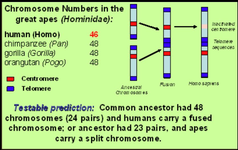 [Chimpe+Genome+Argument+2.BMP]