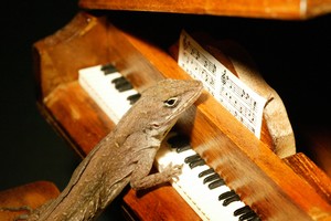 [lizard+piano.jpg]