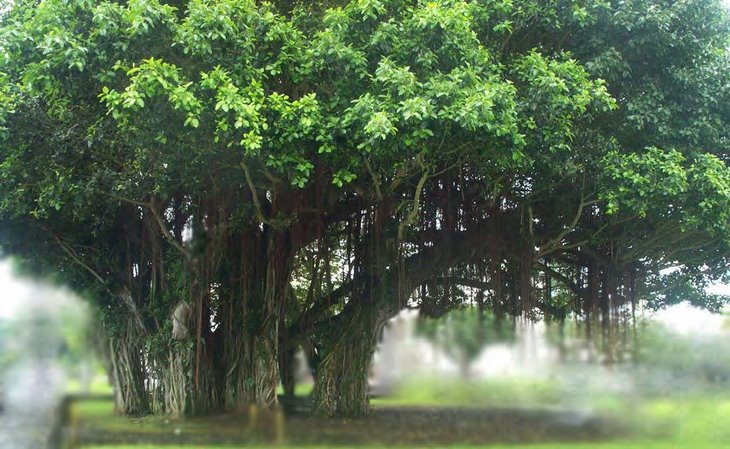 [banyan+tree.jpg]