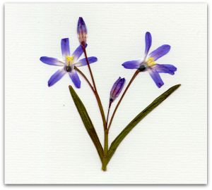 [spring-flowers300.jpg]