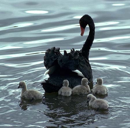 [Black+swans.jpeg]