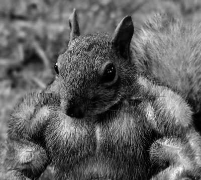[squirrel-on-steroids.jpg]
