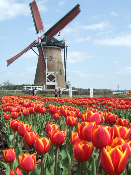 [450px-Dutch_windmill.jpg]