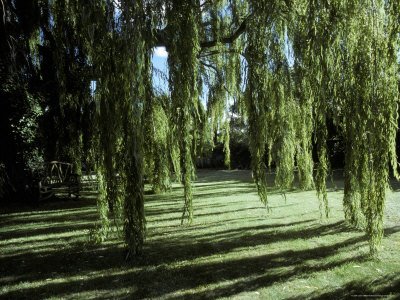 [1042002~Weeping-Willow-Casts-Long-Cool-Shadows-Onto-a-Garden-Lawn-Australia-Posters.jpg]
