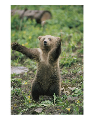 [108627~A-Grizzly-Bear-Cub-Stands-with-Arms-Outstretched-Posters.jpg]