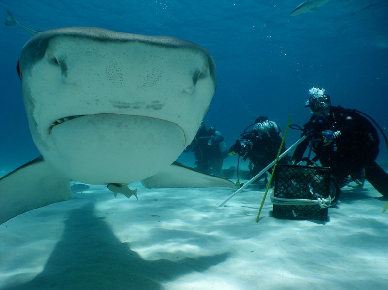 [0011.Bahamas.Sharks.jpg]